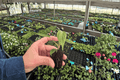 Philodendron nangaritense Starter Plants – Bare Root (2)