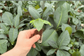 Alocasia Shattered Glass Starter Plants — 2 Live Plants, Exact Plants Pictured