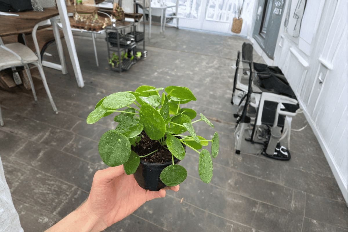 2 Pilea peperomioides (Chinese Money Plant) Live Plants in 4-Inch Pots