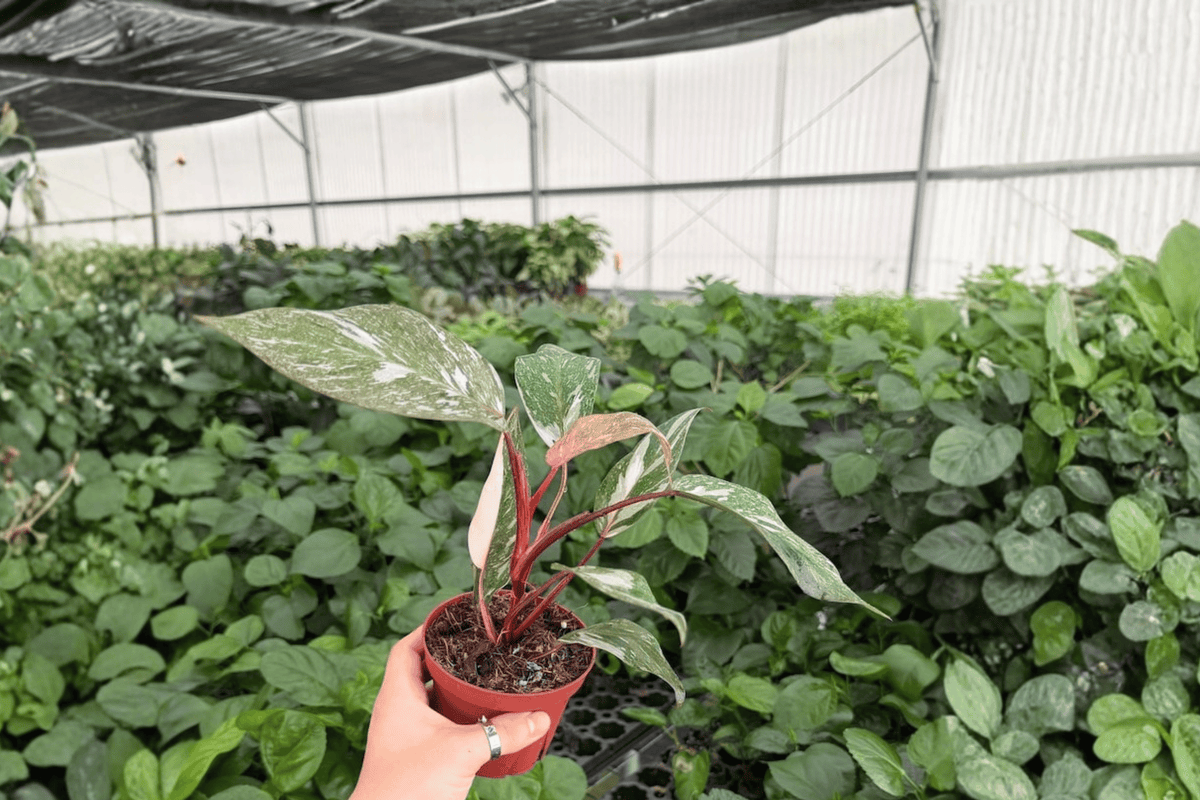 Philodendron Pink Naomi - 2 Exact Live Plants in 4-Inch Pots