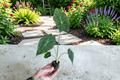 Alocasia Mayan Mask Starter Plants (2) – Bare Root, 2-Inch Pot Cultivation, Upright Foliage
