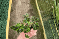 Begonia 'Unique' Starter Plants (2) Bare Root | Tropical Foliage