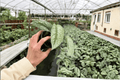 Scindapsus Exotica (Exotica) - 2 Live Plants in 4-Inch Pots (Rooted)