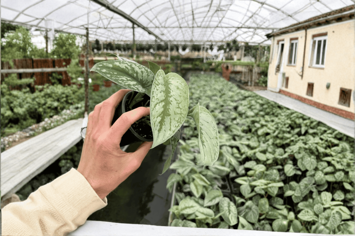 Scindapsus Exotica (Exotica) - 2 Live Plants in 4-Inch Pots (Rooted)
