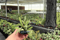 Hoya sigillatis 'Splash' — 2 Live Plants in 4-Inch Pots