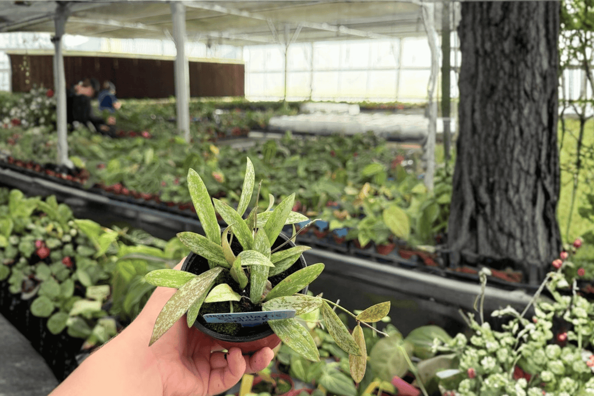 Hoya sigillatis 'Splash' — 2 Live Plants in 4-Inch Pots