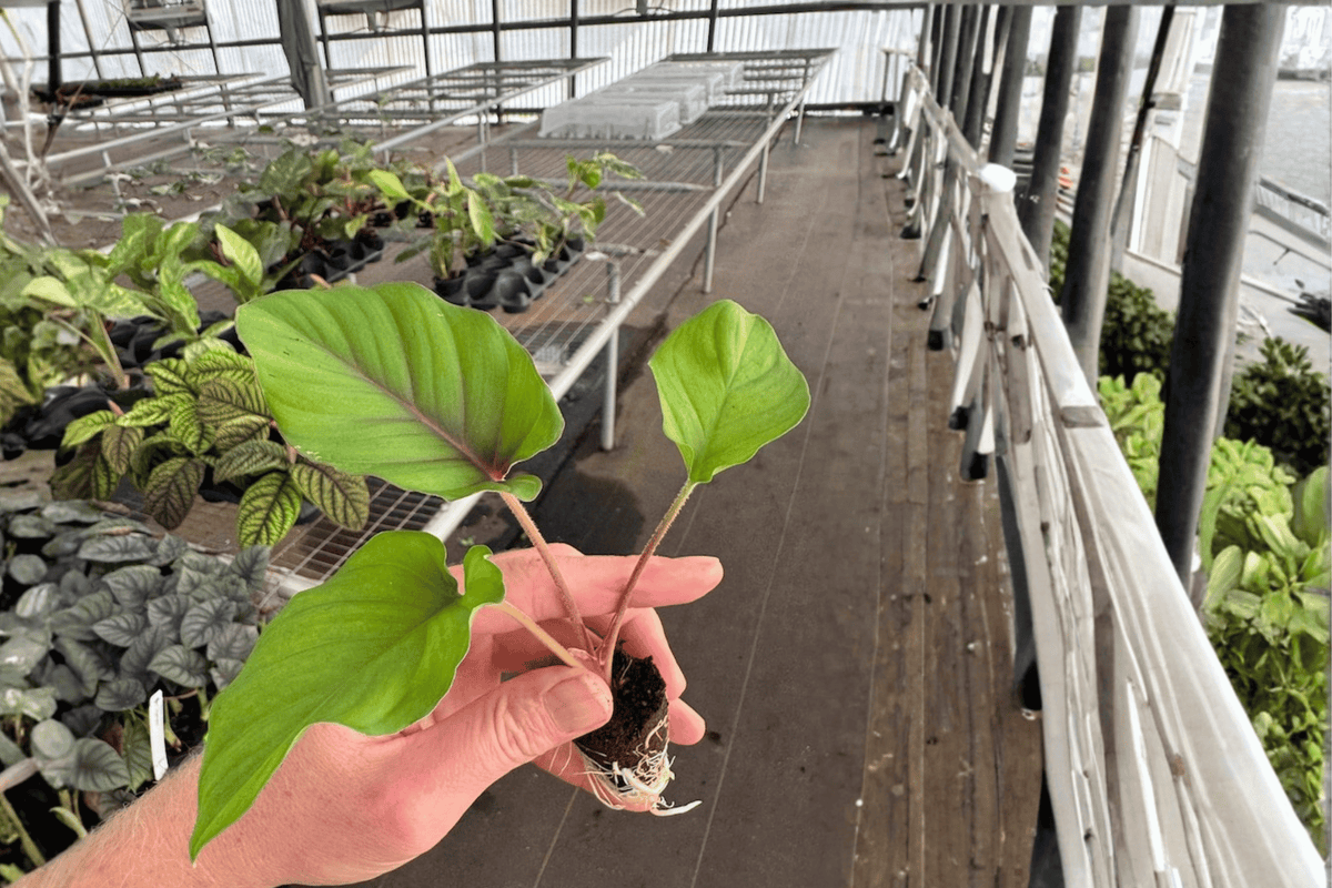 Adelonema Red Velvet Starter Plants (2) - 2-Inch Nursery Size, Bare Root