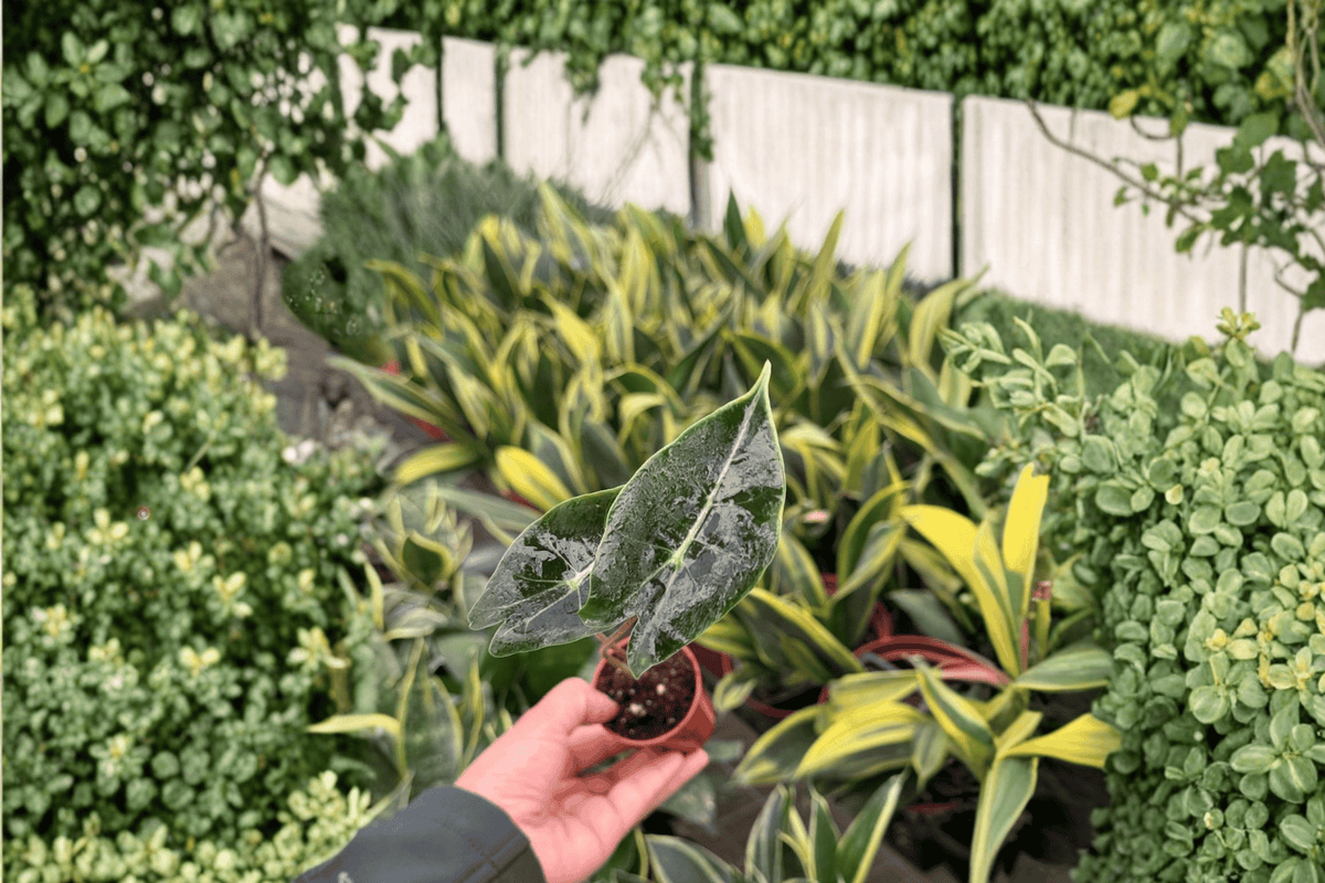 Alocasia Dragon’s Tooth Starter Plants (2) – Alocasia longiloba ‘Dragon’s Tooth’ in 2-Inch Pots