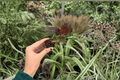 Ludisia discolor Jewel Orchid Starter Plants – 2-Pack, 2-Inch Pots (Bare Root)