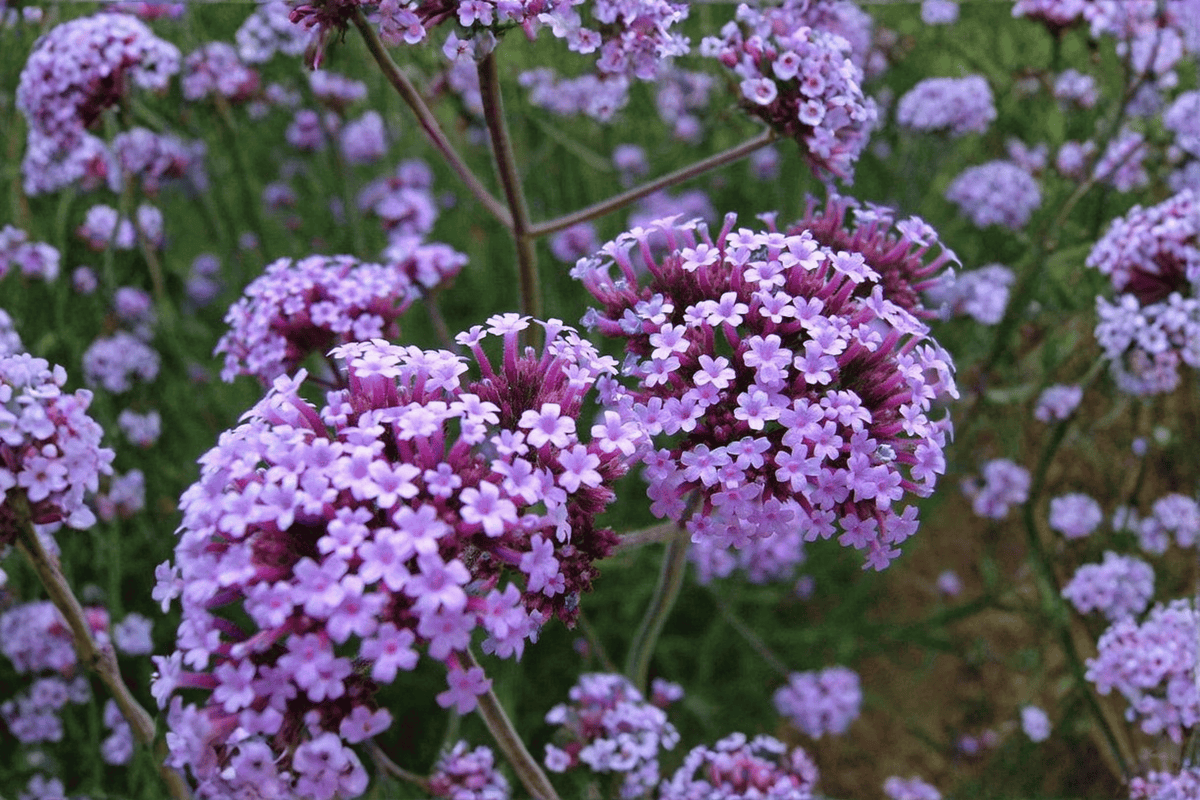 Purpletop Vervain Live Plant - Verbena bonariensis, 4-Inch Pot