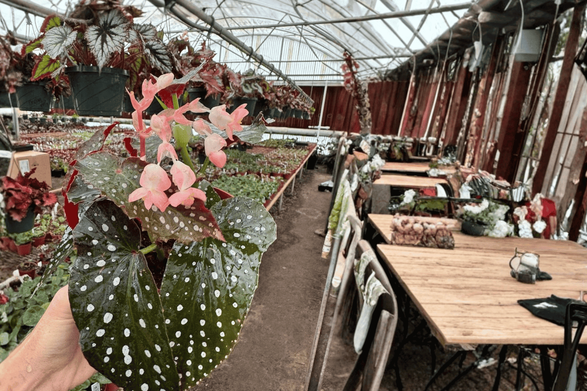 Harmony’s Whimsy Begonia - 2 Live Plants in 6-Inch Bare Root Pots