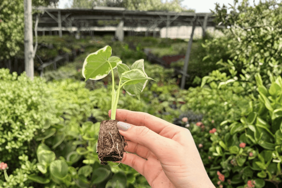 Alocasia Mickey Mouse (Xanthosoma 'Mickey Mouse') Starter Plants — 2 Exact Live Plants