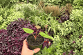 Anthurium Subsignatum x Regale Hybrid – 2 Live Plants in 4" Pots