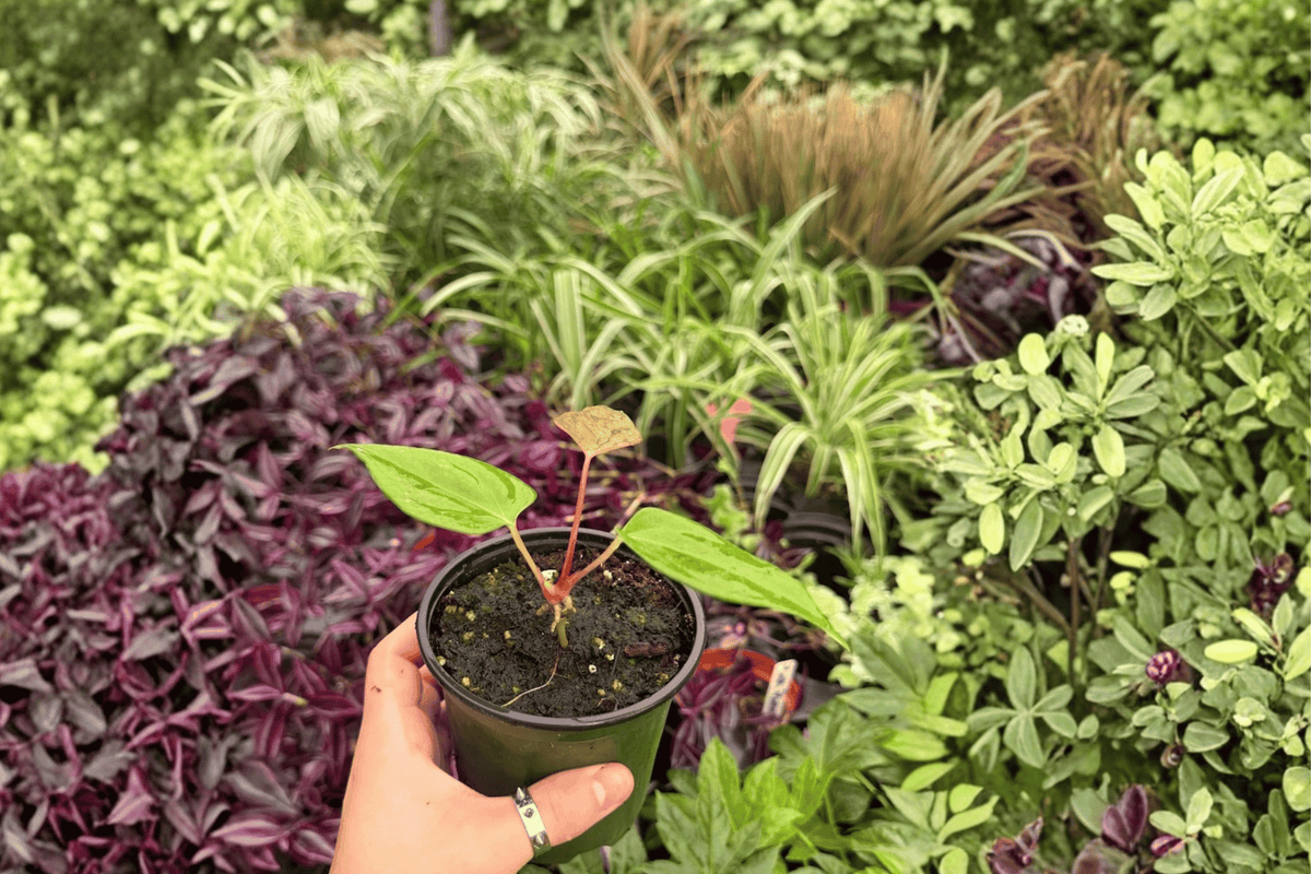 Anthurium Subsignatum x Regale Hybrid – 2 Live Plants in 4" Pots