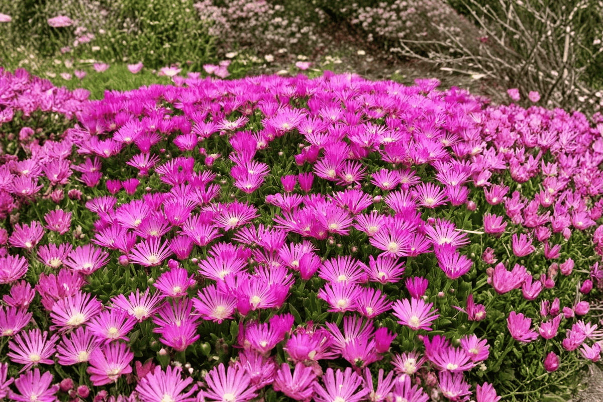 Fuchsia Ice Plant Delosperma cooperi - 1 Live Plant in 4-Inch Pot