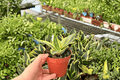 Golden Hahnii Snake Plant (Dracaena trifasciata) - 2 Live Potted Plants in 4-Inch Pots