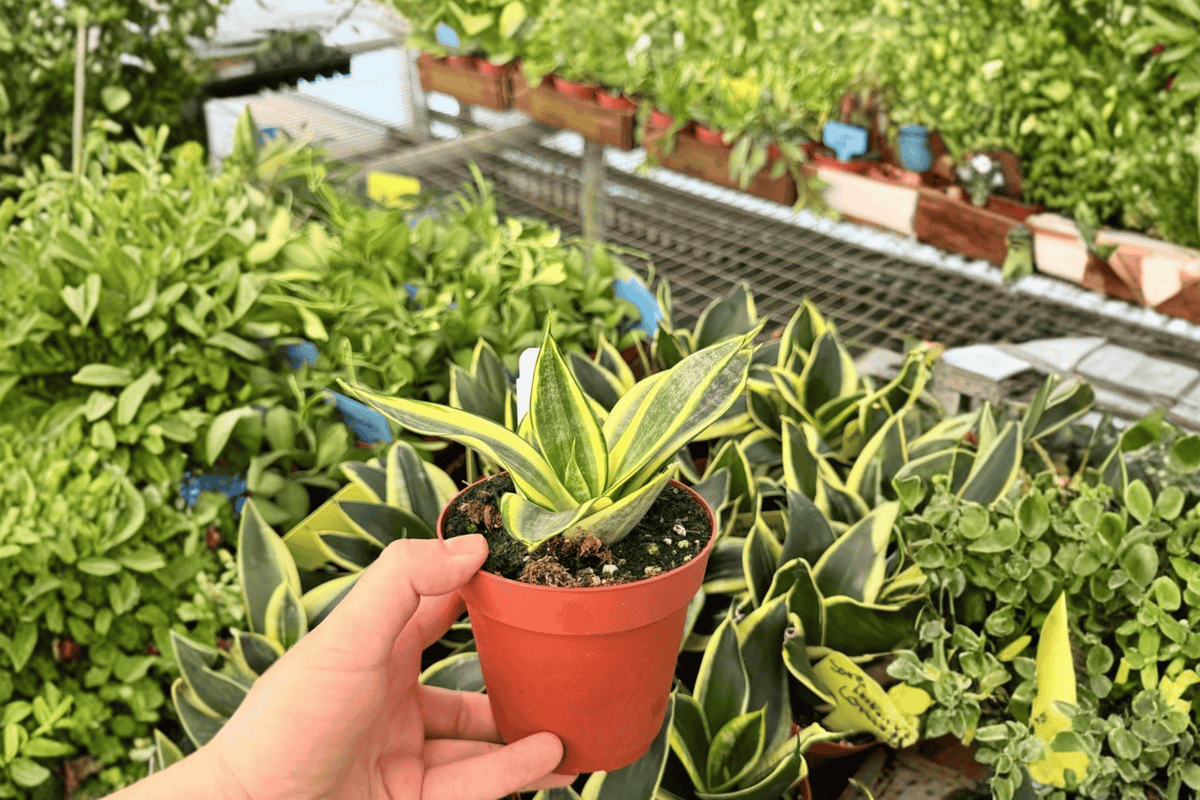 Golden Hahnii Snake Plant (Dracaena trifasciata) - 2 Live Potted Plants in 4-Inch Pots