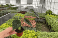 Alocasia Dragon Scale (Alocasia baginda) 2-Plant Set in 4-Inch Pots