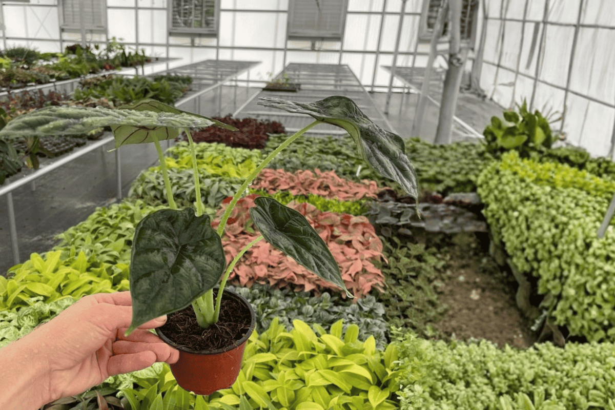 Alocasia Dragon Scale (Alocasia baginda) 2-Plant Set in 4-Inch Pots