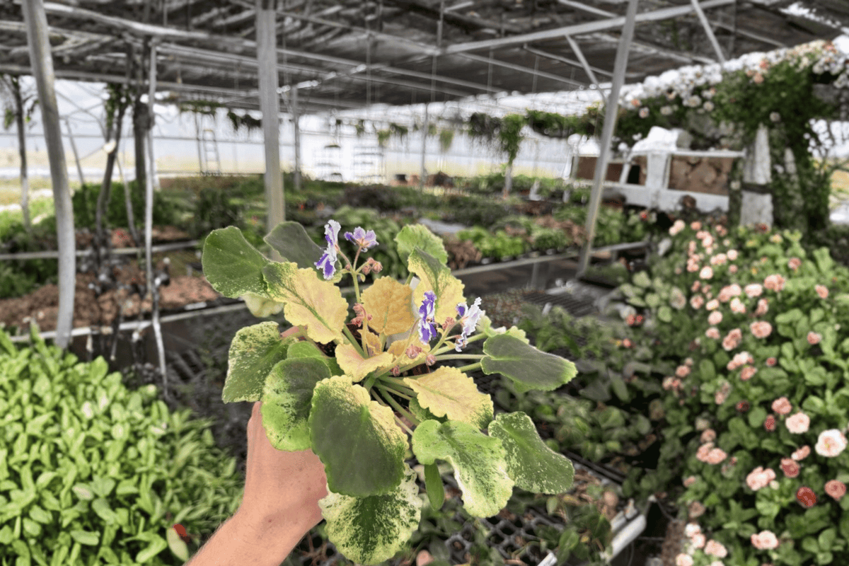 Harmony’s Purple Passion African Violet - 2 Live Plants in 4-Inch Pots (Streptocarpus ionanthus Cultivar)