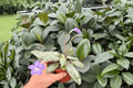 Michaelmoelleria vietnamensis - 2 Live Plants in 4" Pots (Potted)