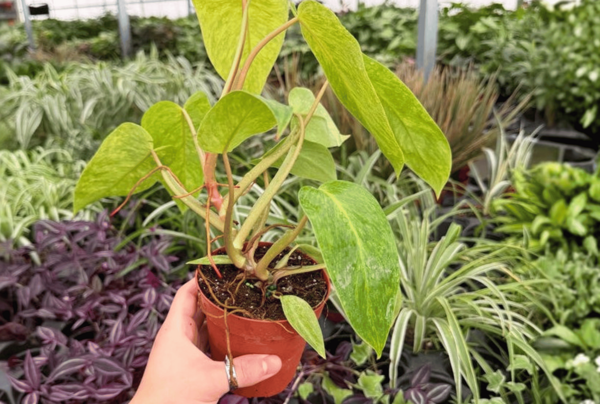 Philodendron Painted Lady - 2 Live Plants in 4-Inch Pots (Potted, Exact Plants)