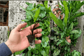 Alocasia Black Stem Starter Plants (2) - Soil Pods, Tray-Grown
