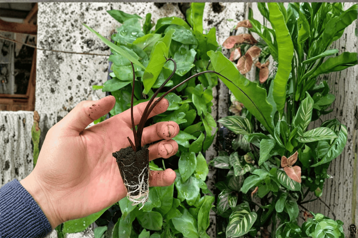 Alocasia Black Stem Starter Plants (2) - Soil Pods, Tray-Grown