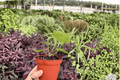 Anthurium Silver Red x Magnificum - 2 Live 4-Inch Pot Plants