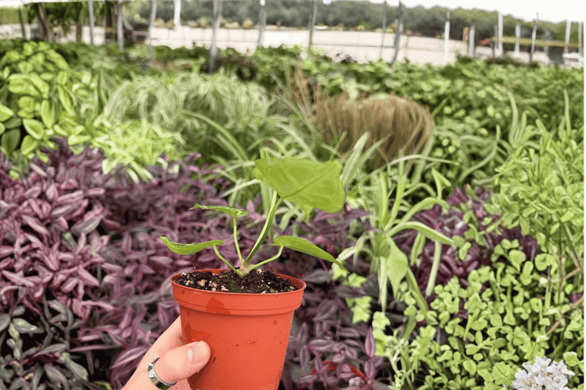 Anthurium Silver Red x Magnificum - 2 Live 4-Inch Pot Plants