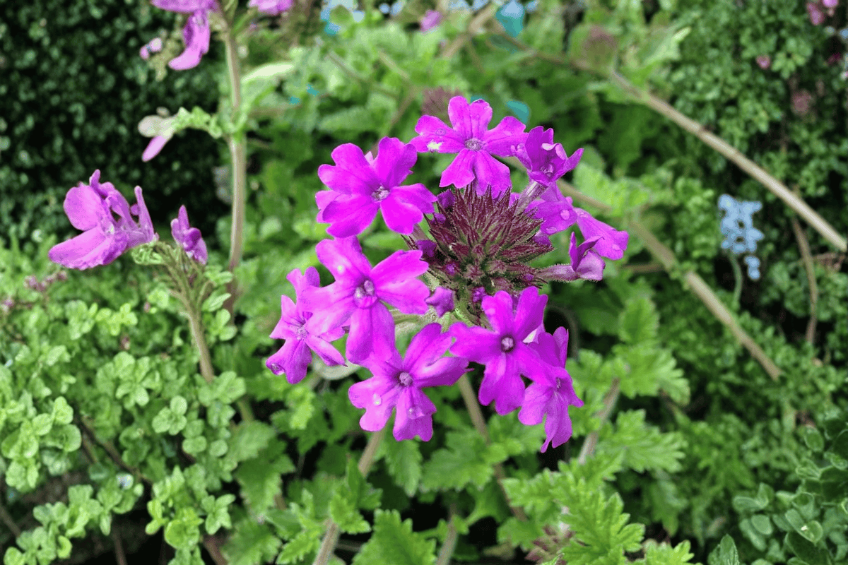 Homestead Purple Rose Verbena Live Plant - 4-Inch Pot (Verbena canadensis 'Homestead Purple')
