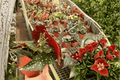 Harmony’s Mango Tango Begonia - 2 Live Plants in 6-Inch Bare Root Pot Size
