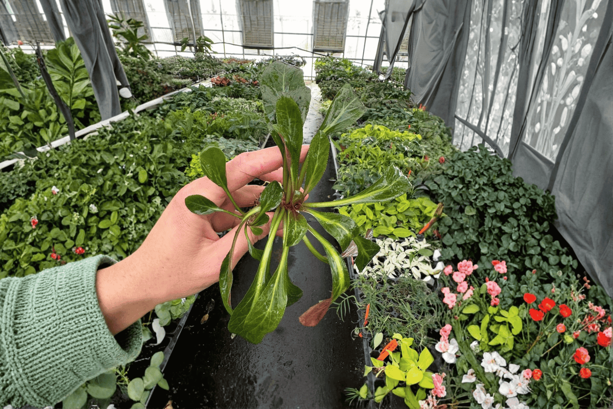 Cardinal Flower Lobelia cardinalis Starter Plants – 2 in Pots