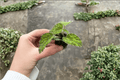 Begonia sizemoreae 'Longiciliata' Starter Plants — 2 Bare Root Live Begonias