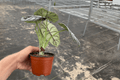 Alocasia baginda 'Silver Dragon' Live Plants - 2 in 4-Inch Pots (Shipped in Pots)