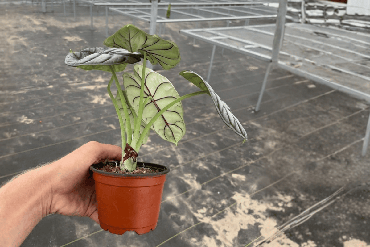 Alocasia baginda 'Silver Dragon' Live Plants - 2 in 4-Inch Pots (Shipped in Pots)