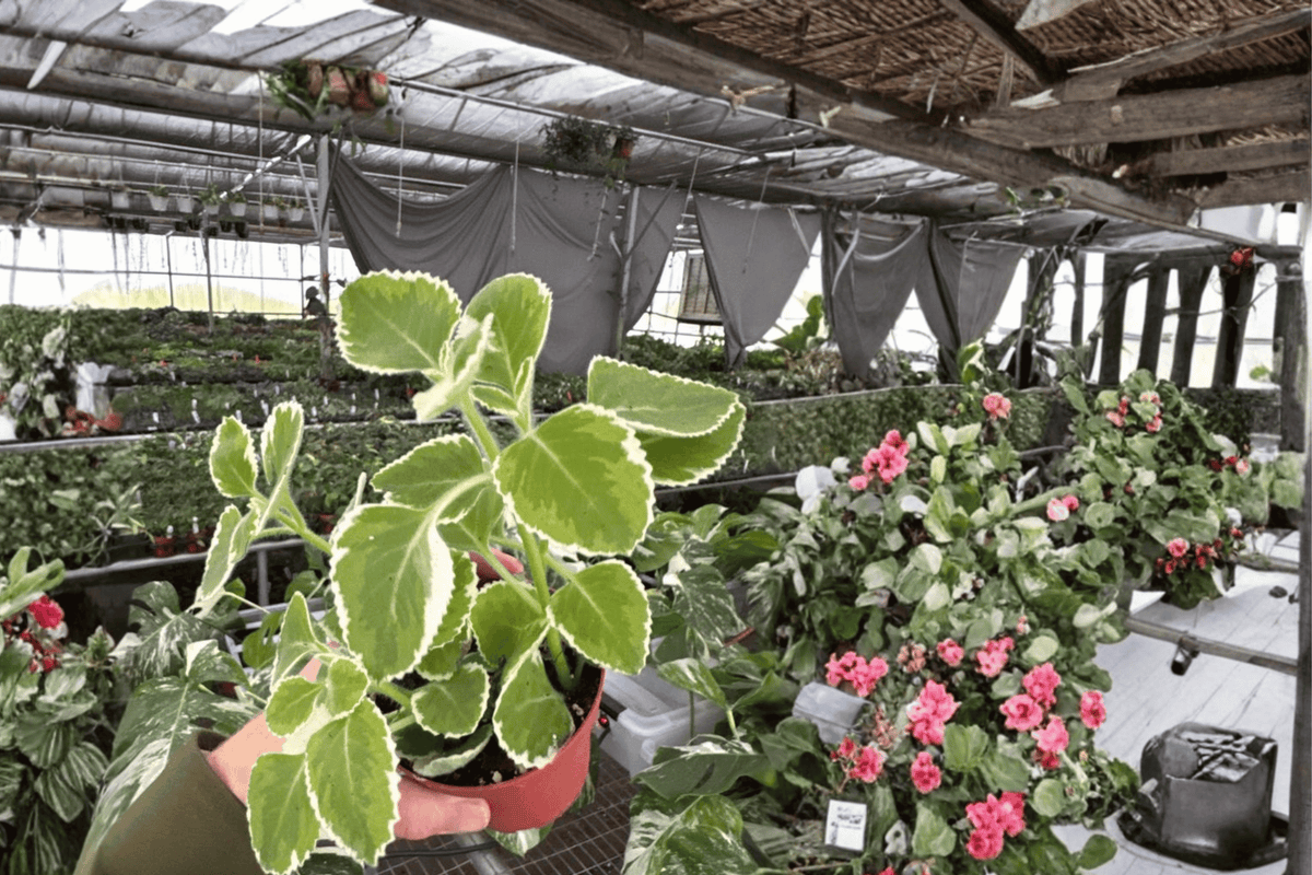 Variegated Oregano (Origanum vulgare) - 2 Live 4-Inch Bare-Root Plants