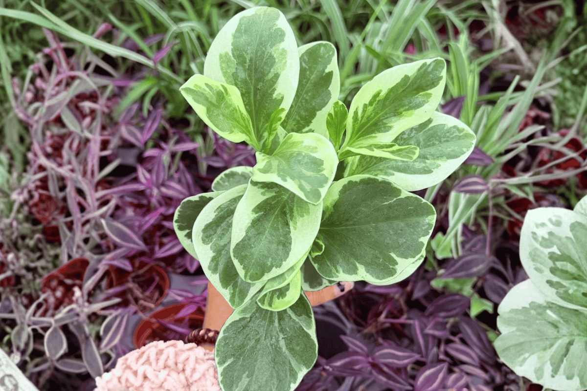 Variegated Peperomia Obtusifolia - 2 Live Plants in 4-Inch Pots (Rooted)