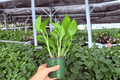 Golden Pothos Epipremnum aureum - 2 Live Plants in 4" Pots (Exact Plants Shipped potted)