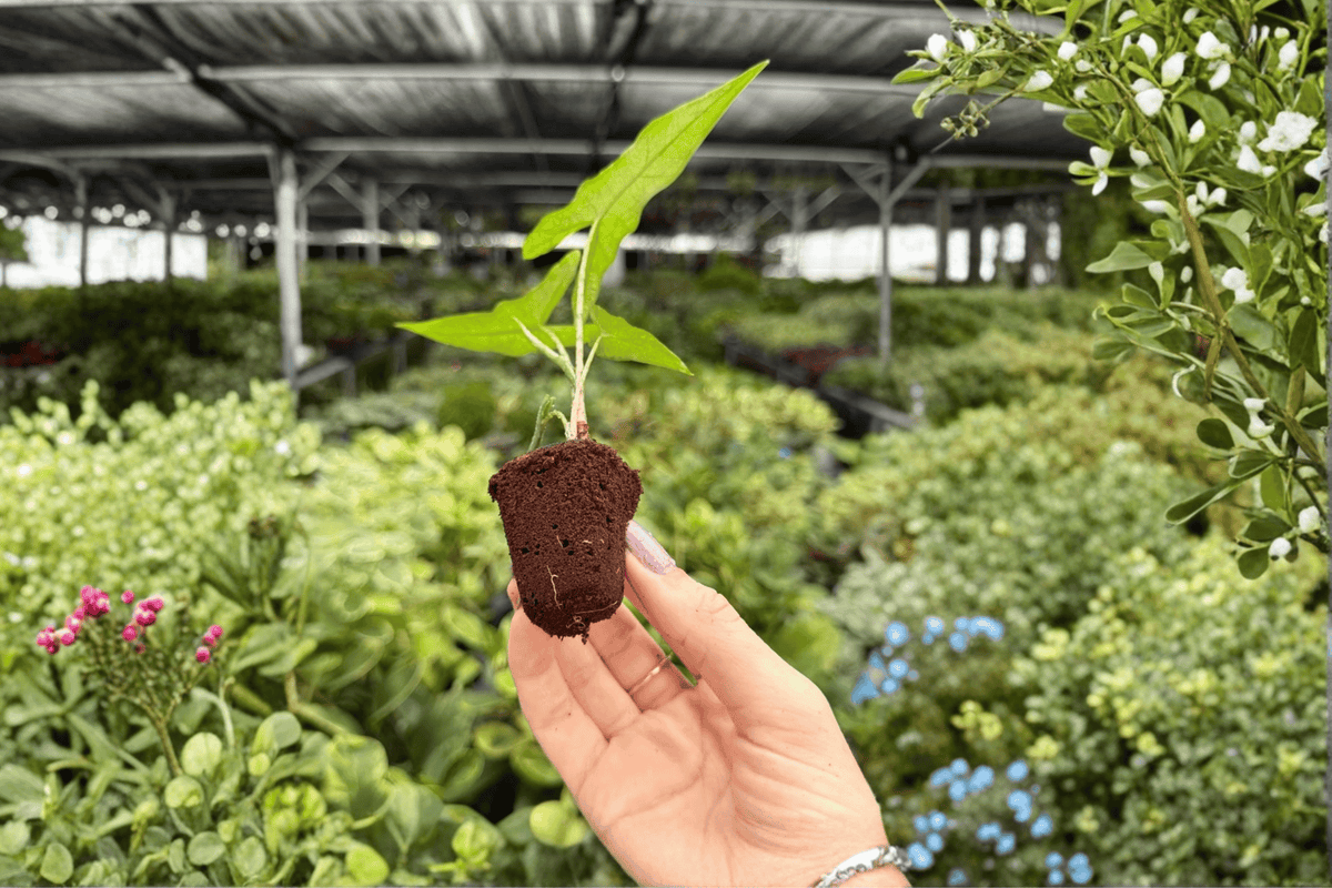 Alocasia Sabrina Narrow Live Starter Plants (2) in Bare Root - 2-Inch Pot Size, Exact Plants