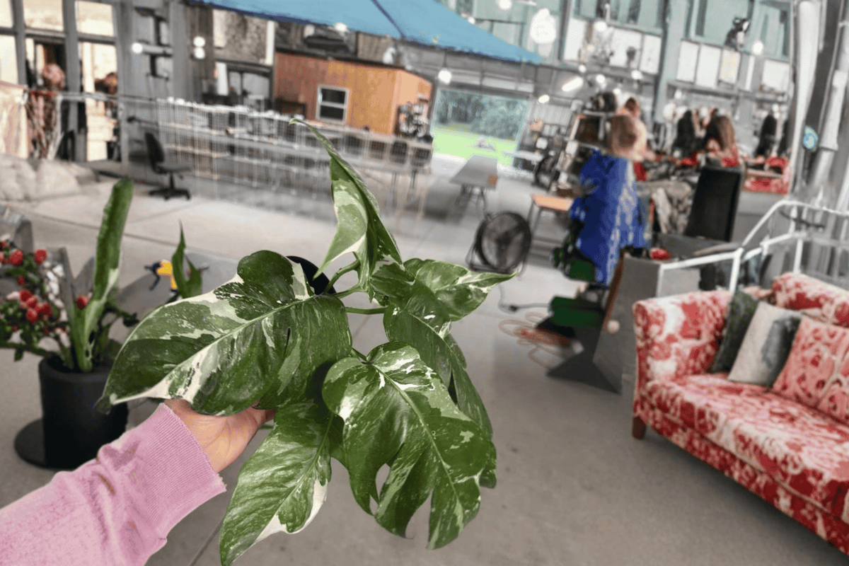 Epipremnum pinnatum 'Albo Variegata' Live Plants — 2 Potted 4-Inch Plants
