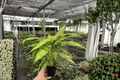 Dieffenbachia Starbright - 2 Live Plants in 4-Inch Pots