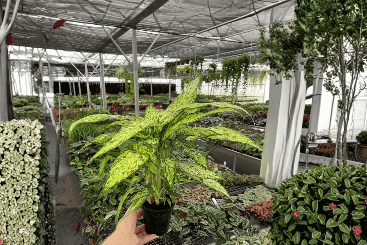 Dieffenbachia Starbright - 2 Live Plants in 4-Inch Pots