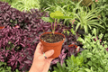 Anthurium Xone x Subsignatum - 2 Live Plants in 4" Pots