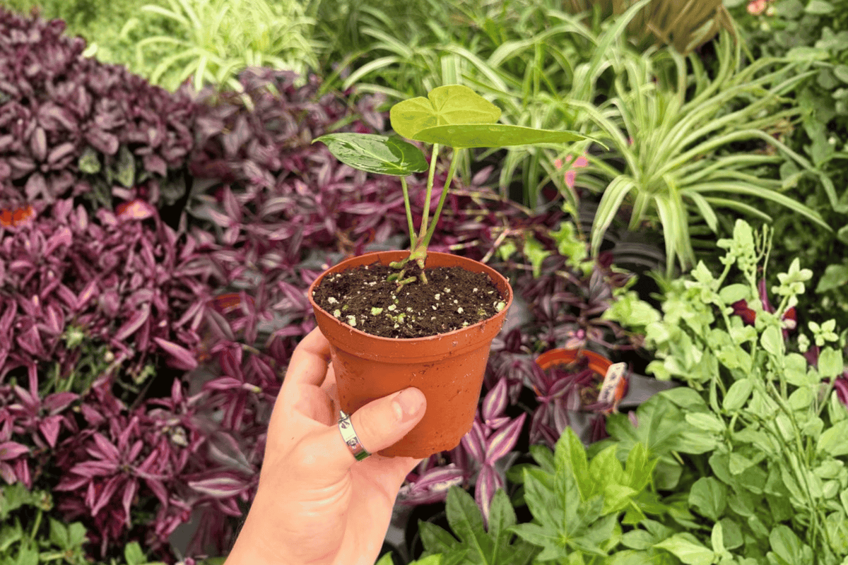 Anthurium Xone x Subsignatum - 2 Live Plants in 4" Pots