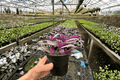 Tradescantia Nanouk Live Plants - 2 Plants in 4-Inch (Bare Root, No Pot)