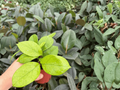 Hoya fungii – 2 Bare Root Live Plants, 4-Inch Size (Exact Plants pictured)