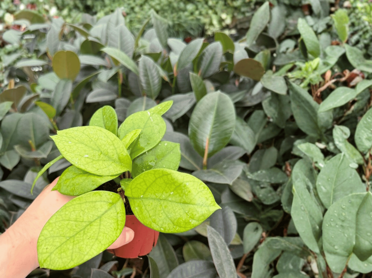 Hoya fungii – 2 Bare Root Live Plants, 4-Inch Size (Exact Plants pictured)