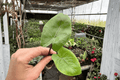 Alocasia 'Black Stem' Starter Plants (2) Bare Root | Tropical Aroid