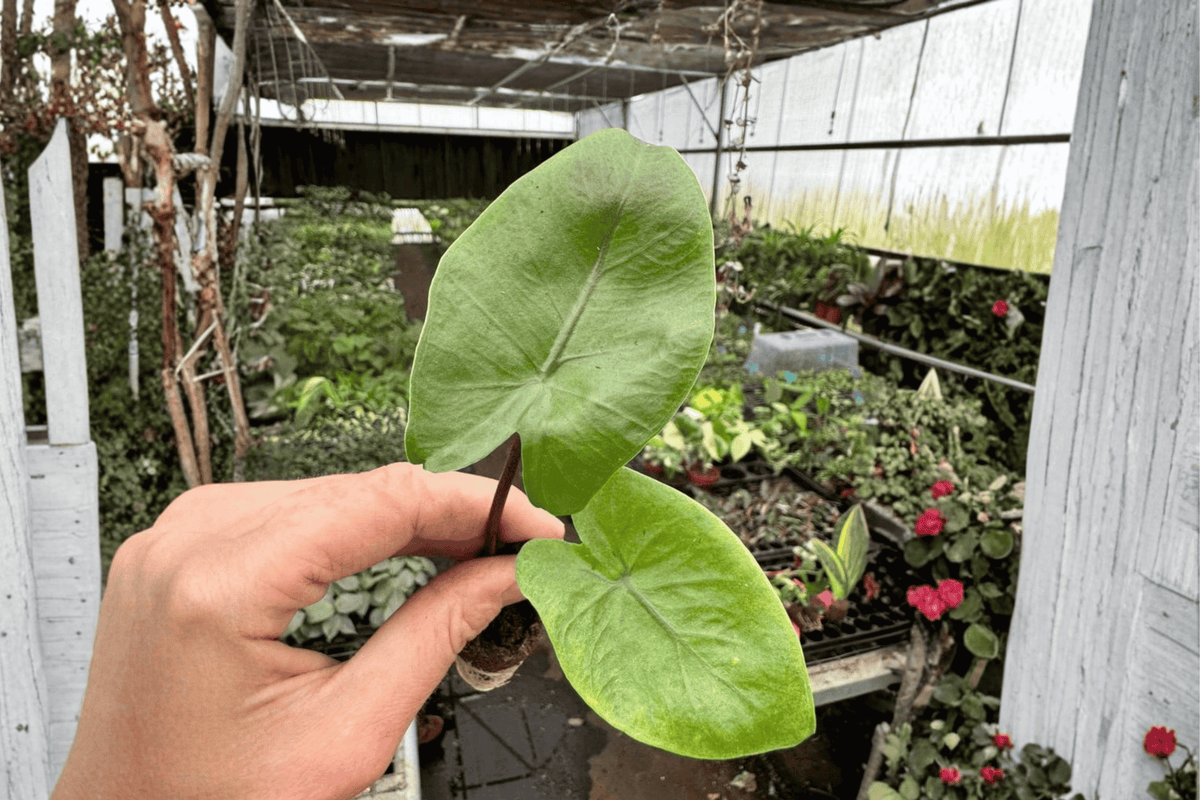 Alocasia 'Black Stem' Starter Plants (2) Bare Root | Tropical Aroid